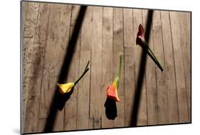 Calla Lilies on Wooden Floor-null-Mounted Photo