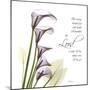 Calla Lilies Remember-Albert Koetsier-Mounted Photographic Print