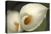 Calla Lilies V-Rita Crane-Stretched Canvas