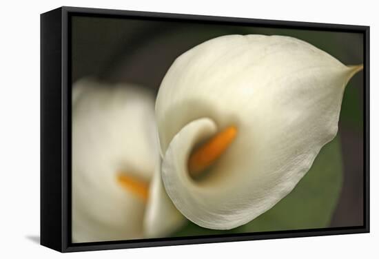 Calla Lilies V-Rita Crane-Framed Stretched Canvas