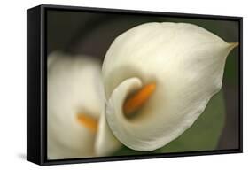 Calla Lilies V-Rita Crane-Framed Stretched Canvas