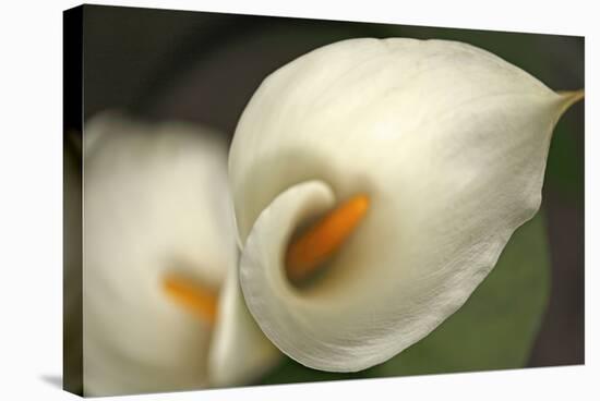 Calla Lilies V-Rita Crane-Stretched Canvas