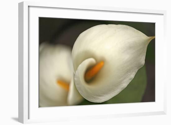 Calla Lilies V-Rita Crane-Framed Photographic Print