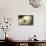 Calla Lilies V-Rita Crane-Mounted Photographic Print displayed on a wall