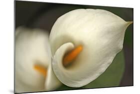 Calla Lilies V-Rita Crane-Mounted Photographic Print