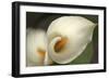 Calla Lilies V-Rita Crane-Framed Photographic Print