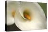 Calla Lilies VI-Rita Crane-Stretched Canvas