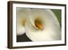 Calla Lilies VI-Rita Crane-Framed Photographic Print