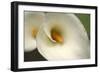 Calla Lilies VI-Rita Crane-Framed Photographic Print