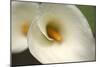 Calla Lilies VI-Rita Crane-Mounted Photographic Print