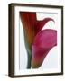 Calla Lilies (Zantedeschia), Two Flowers, Close-Up-null-Framed Photographic Print