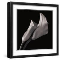 Calla Lilies-Michael Harrison-Framed Giclee Print