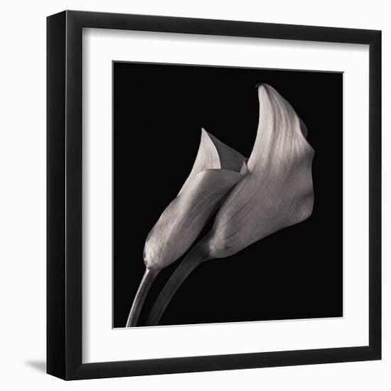 Calla Lilies-Michael Harrison-Framed Giclee Print