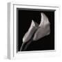 Calla Lilies-Michael Harrison-Framed Giclee Print