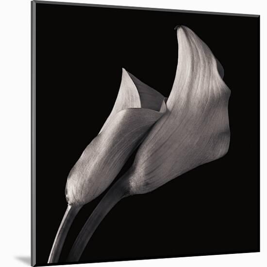 Calla Lilies-Michael Harrison-Mounted Giclee Print