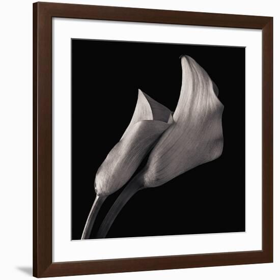 Calla Lilies-Michael Harrison-Framed Giclee Print