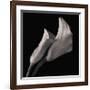 Calla Lilies-Michael Harrison-Framed Giclee Print