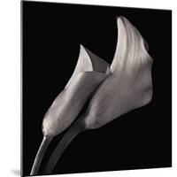 Calla Lilies-Michael Harrison-Mounted Giclee Print