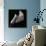 Calla Lilies-Michael Harrison-Mounted Giclee Print displayed on a wall