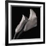 Calla Lilies-Michael Harrison-Framed Giclee Print