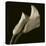 Calla Lilies-Michael Harrison-Stretched Canvas