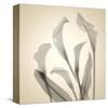 Calla Lilies-Judy Stalus-Stretched Canvas