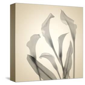 Calla Lilies-Judy Stalus-Stretched Canvas
