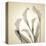 Calla Lilies-Judy Stalus-Stretched Canvas