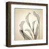 Calla Lilies-Judy Stalus-Framed Art Print