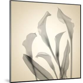 Calla Lilies-Judy Stalus-Mounted Art Print