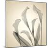 Calla Lilies-Judy Stalus-Mounted Art Print