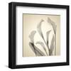 Calla Lilies-Judy Stalus-Framed Art Print