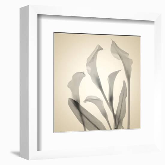 Calla Lilies-Judy Stalus-Framed Art Print