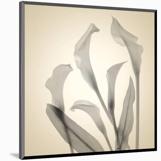 Calla Lilies-Judy Stalus-Mounted Art Print