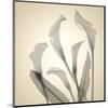 Calla Lilies-Judy Stalus-Mounted Art Print