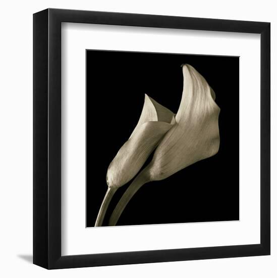 Calla Lilies-Michael Harrison-Framed Art Print