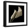 Calla Lilies-Michael Harrison-Framed Art Print