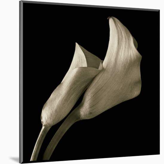 Calla Lilies-Michael Harrison-Mounted Art Print