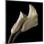 Calla Lilies-Michael Harrison-Mounted Art Print