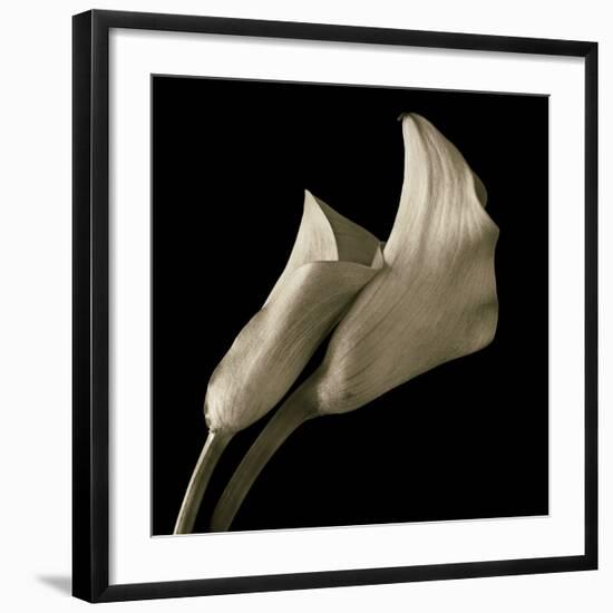 Calla Lilies-Michael Harrison-Framed Art Print