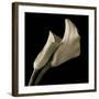 Calla Lilies-Michael Harrison-Framed Art Print