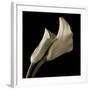 Calla Lilies-Michael Harrison-Framed Art Print