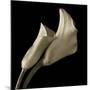 Calla Lilies-Michael Harrison-Mounted Art Print