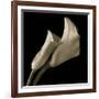 Calla Lilies-Michael Harrison-Framed Art Print