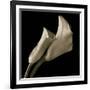 Calla Lilies-Michael Harrison-Framed Art Print