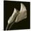 Calla Lilies-Michael Harrison-Stretched Canvas