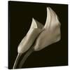 Calla Lilies-Michael Harrison-Stretched Canvas