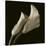 Calla Lilies-Michael Harrison-Stretched Canvas