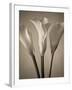 Calla Lilies-Assaf Frank-Framed Giclee Print