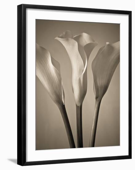 Calla Lilies-Assaf Frank-Framed Giclee Print